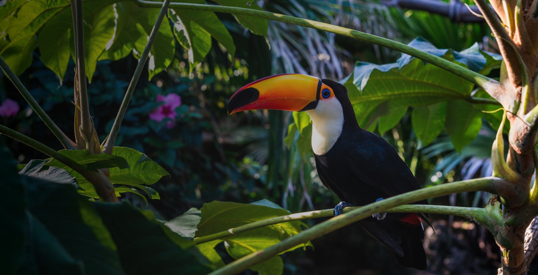 fria-detox-amazzonia-senza-confini